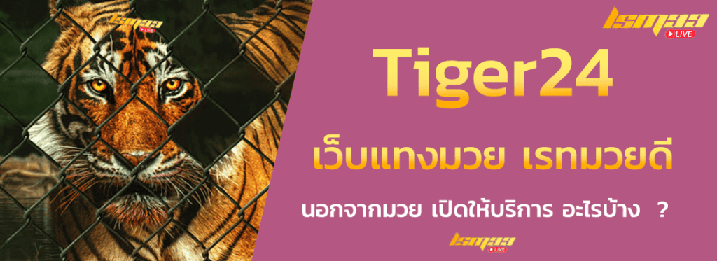 เว็บแทงมวย Tiger24